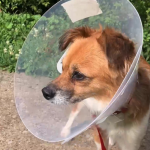 Cocoa the dog in a cone